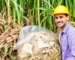 Agricultura e Agronegócio