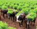 Agricultura e Agronegócio