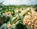 Agricultura e Agronegócio