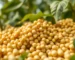 Agricultura e Agronegócio