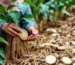 Agricultura e Agronegócio