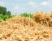 Agricultura e Agronegócio