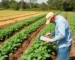 Agricultura e Agronegócio