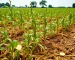 Agricultura e Agronegócio