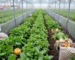 Agricultura e Agronegócio