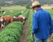 Agricultura e Agronegócio