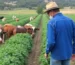 Agricultura e Agronegócio