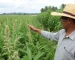As Super-Ervas Invadiram sua Fazenda? A Solução Não Está no Herbicida e a Embrapa Explica