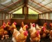 Galinhas Pararam de Botar? O Detalhe na Alimentação que Pode Dobrar a Produção de Ovos
