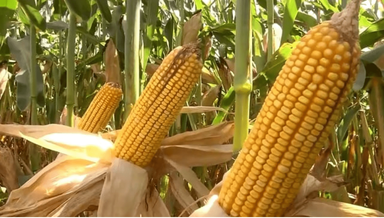 El Niño e La Niña Afetam Produtividade de Grãos no Cerrado