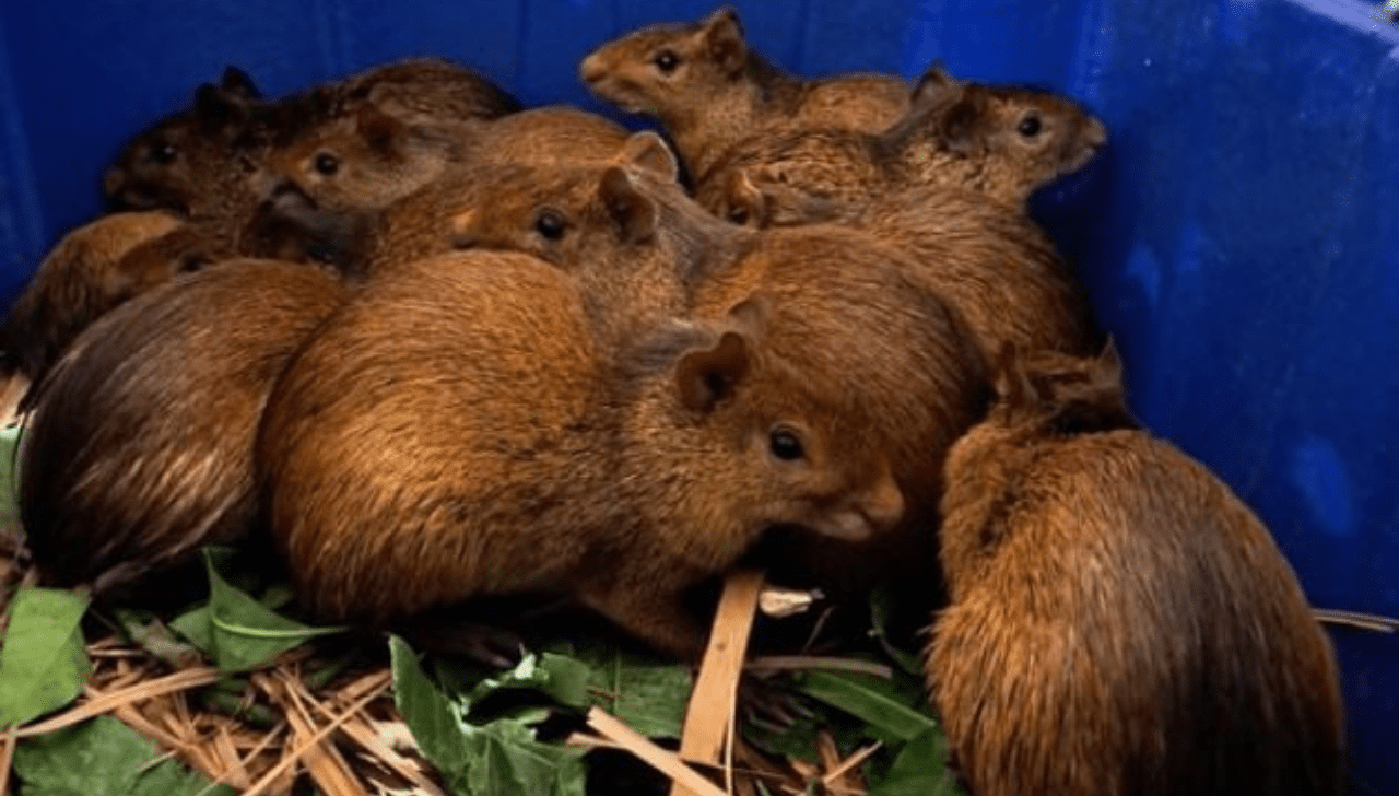 Ibama Resgata 41 Animais em Churrascaria no Piauí