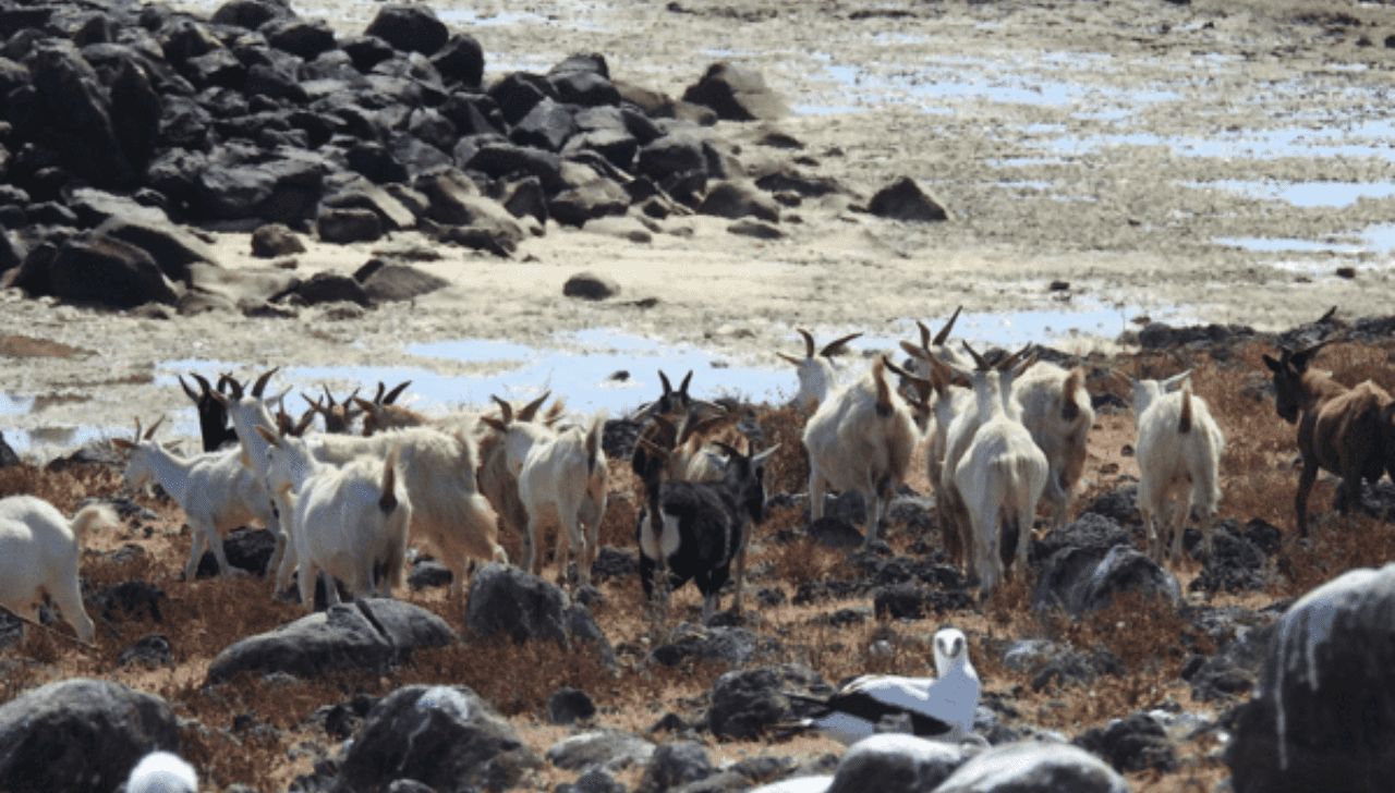 Cabras de Abrolhos Chegam à Uesb para Estudo Genético