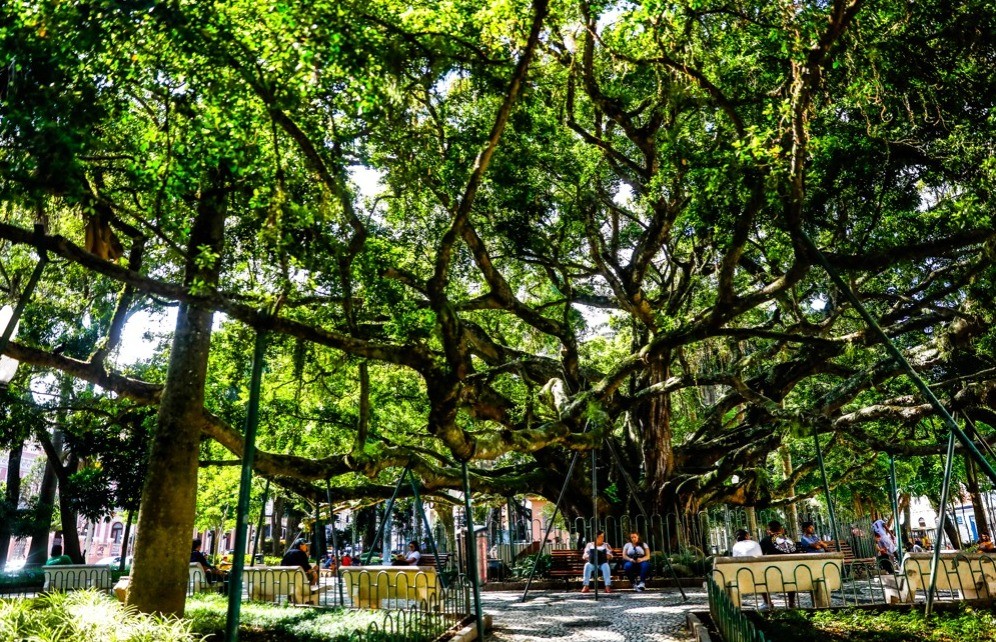 Análise genética revela que figueira centenária da Praça XV, em Florianópolis, é originária da Ásia e Austrália - Imagem do artigo original