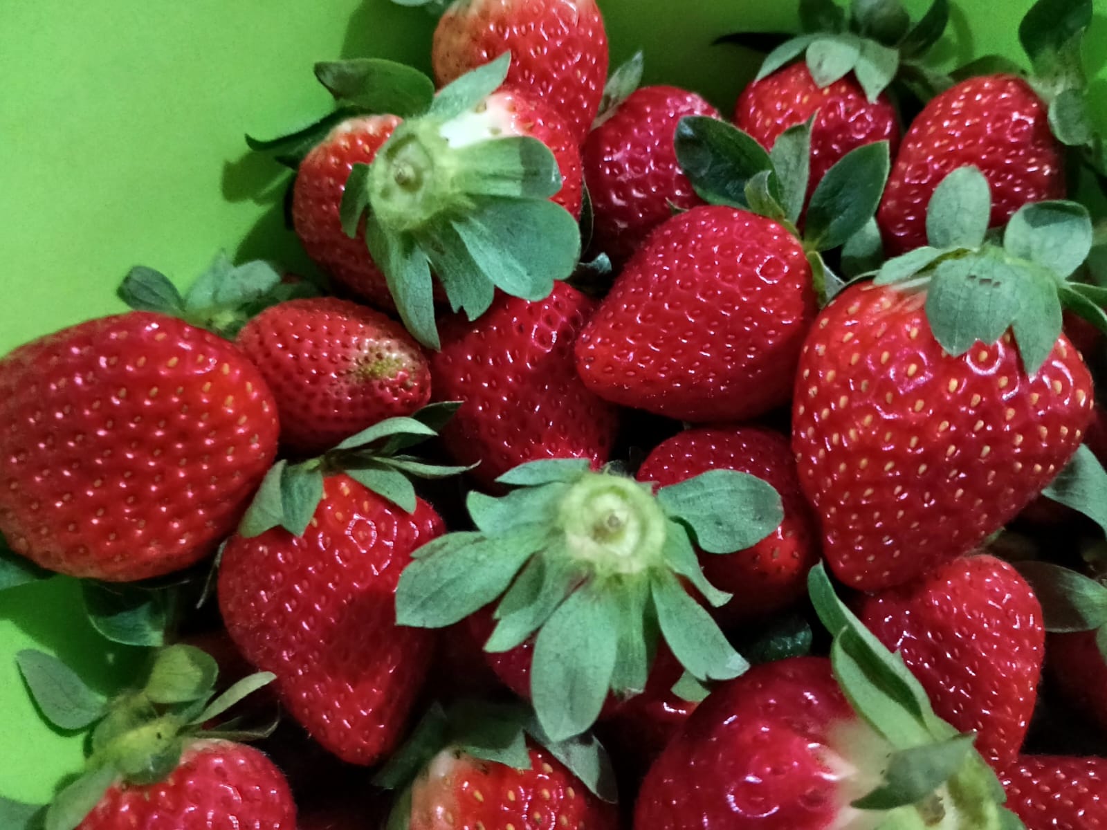 Produtor de São Roque combina mel sem ferrão e morango agroecológico em modelo sustentável - Imagem do artigo original