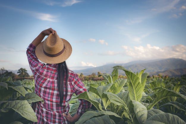 Transição de carreira para o agronegócio requer planejamento estratégico e rede de contatos