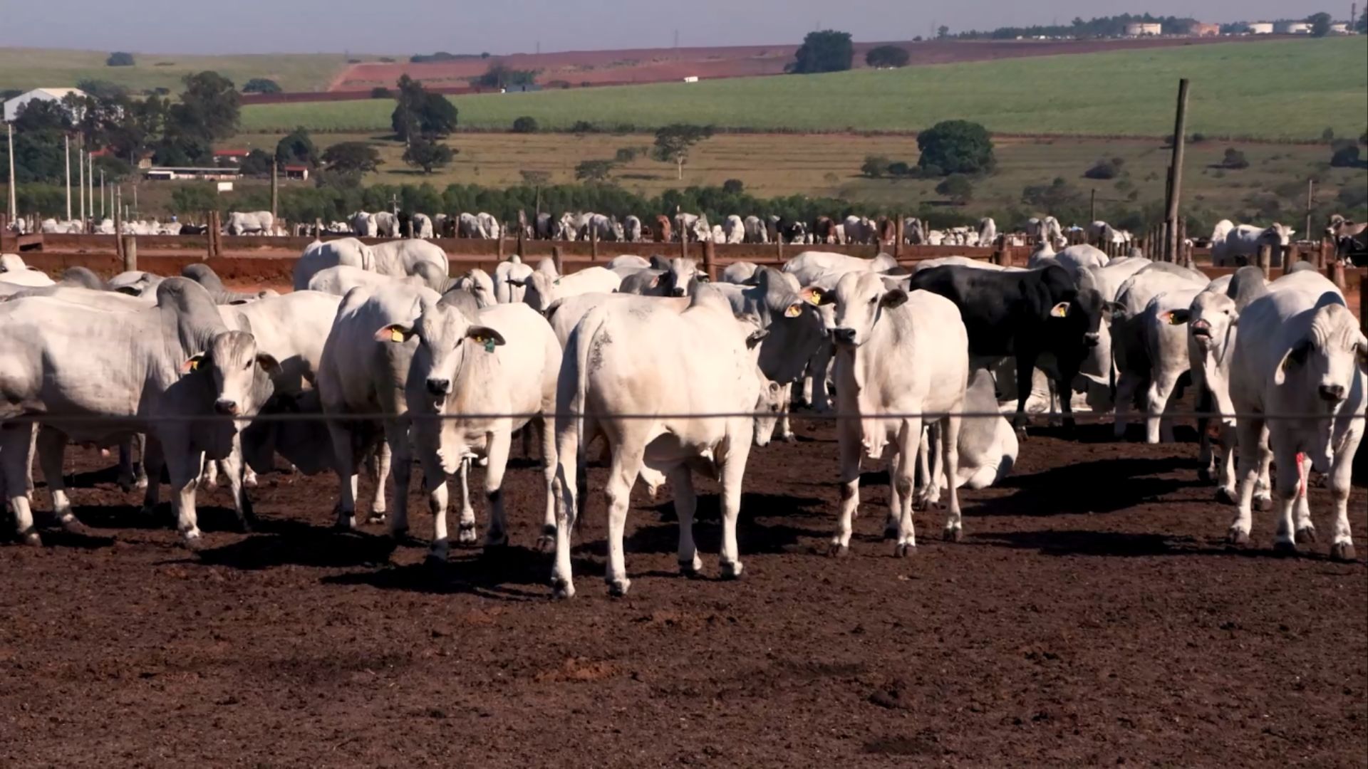 Manejo sanitário e nutrição reforçam rentabilidade em confinamento da JBS em SP - Imagem do artigo original