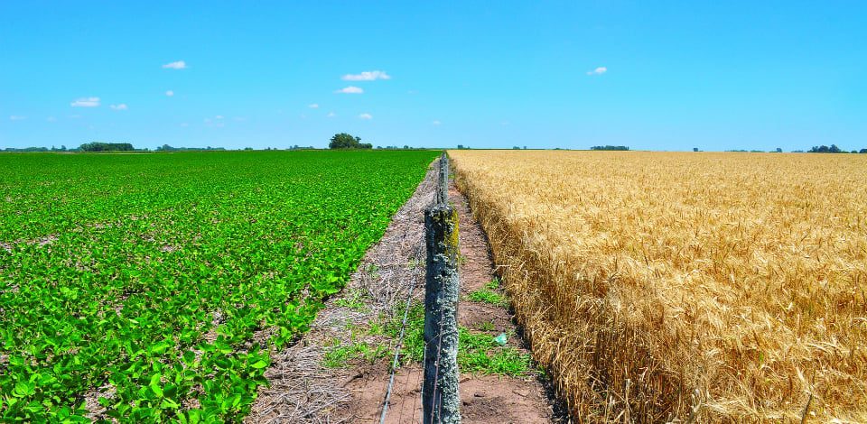 Embrapa realiza Dia de Campo sobre rotação soja-trigo e lança duas novas cultivares de trigo Embrapa realiza Dia de Campo sobre rotação soja-trigo e lança duas novas cultivares de trigo - Imagem do artigo original