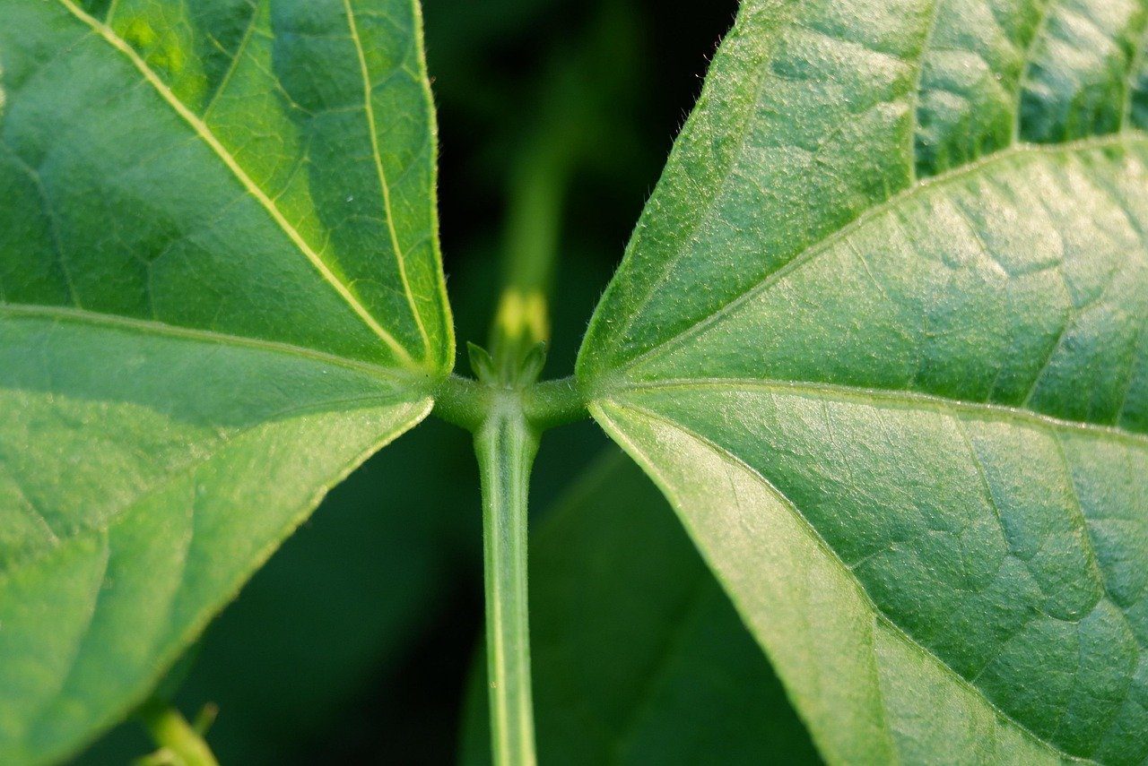 Agricultura regenerativa ganha espaço e reduz em até 80% o uso de defensivos no cultivo de feijão Agricultura regenerativa ganha espaço e reduz em até 80% o uso de defensivos no cultivo de feijão - Imagem do artigo original
