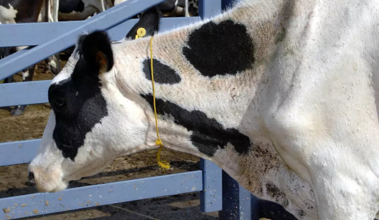 Agosto exige atenção redobrada ao manejo sanitário para conter perdas na pecuária - Imagem do artigo original