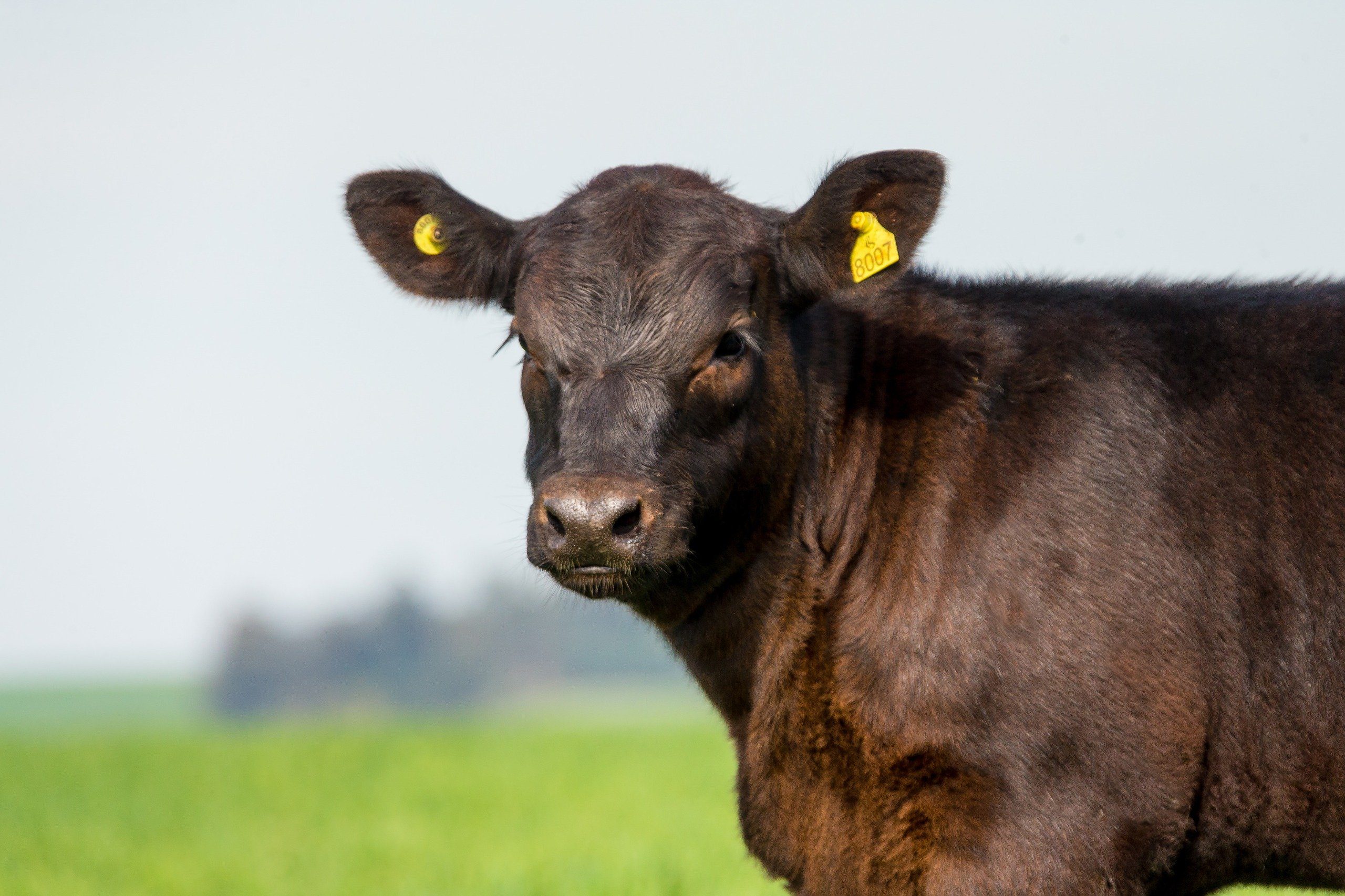 Prova Mede Eficiência Alimentar de Angus e Ultrablack - Imagem do artigo original