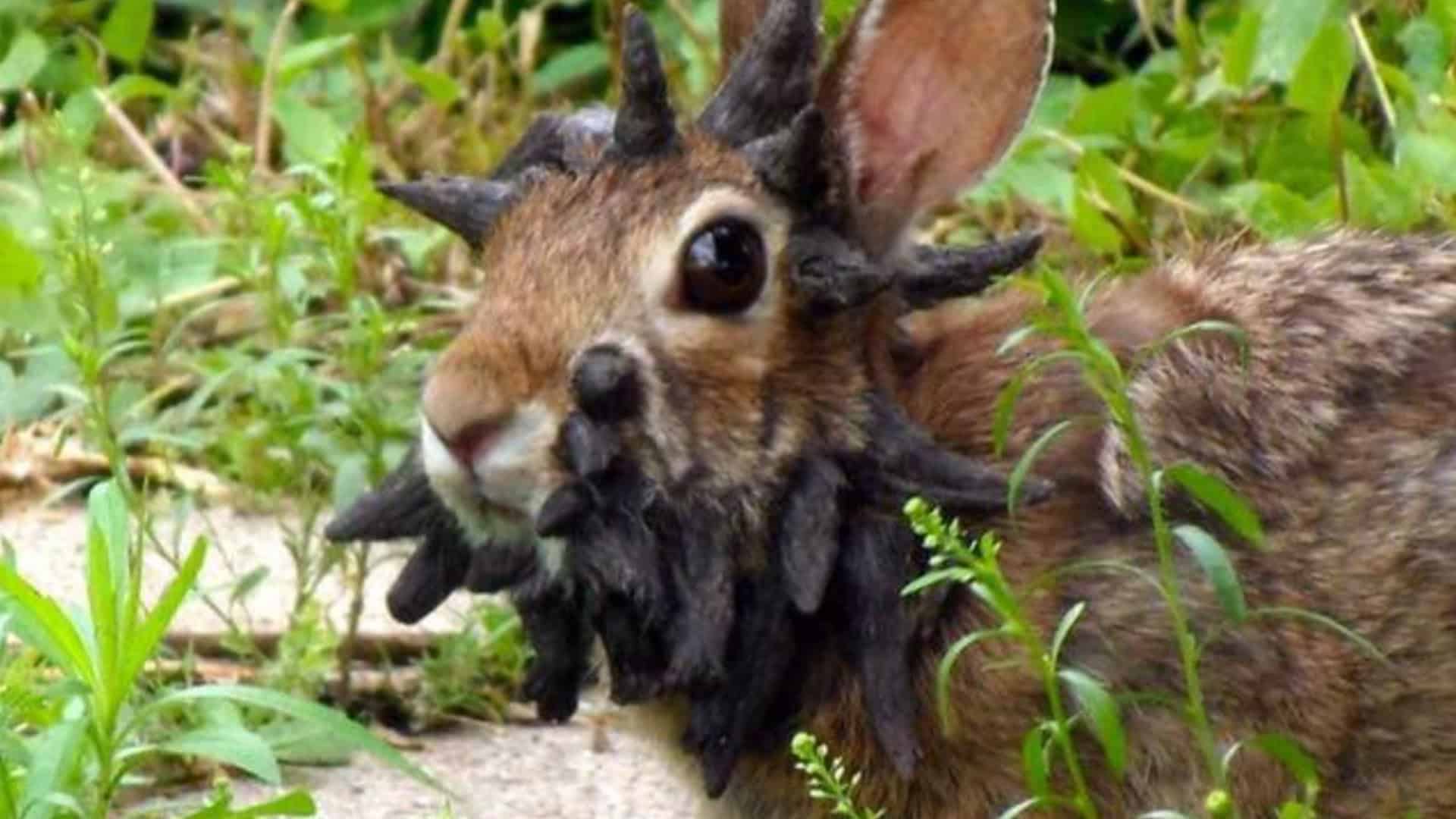 Coelhos com 'Chifres' Intrigam Moradores nos EUA Coelhos com ‘Chifres’ Intrigam Moradores nos EUA - Imagem do artigo original