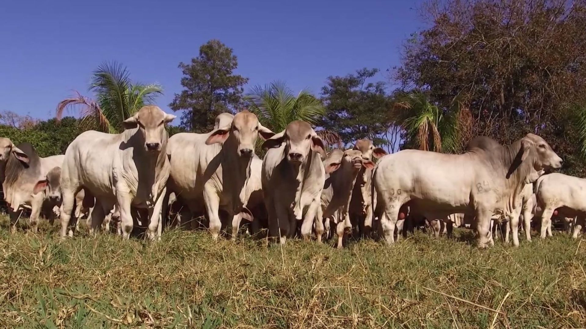 Cruzamento Nelore x Tabapuã Eleva Ganhos no Nordeste Cruzamento Nelore x Tabapuã Eleva Ganhos no Nordeste - Imagem do artigo original