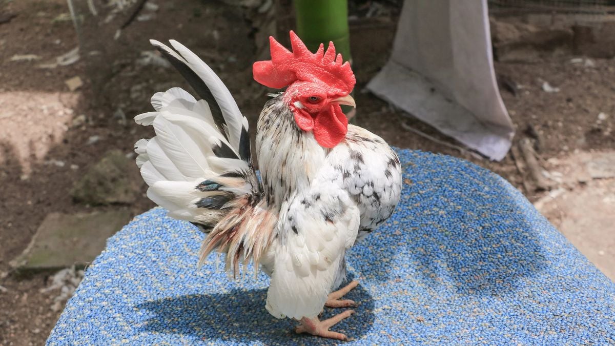 Galinha Serama Atrai Criadores no Brasil Galinha Serama Atrai Criadores no Brasil - Imagem do artigo original