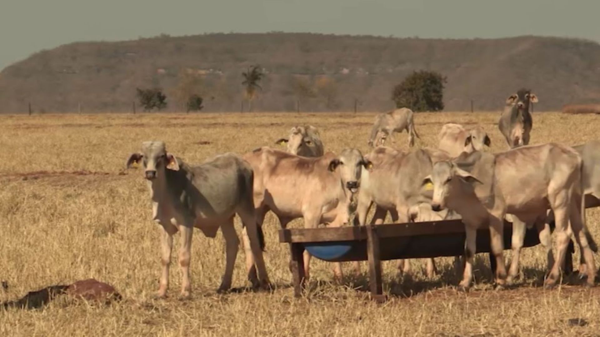 Diferimento de Pasto e Suplementação Garantem Gado na Seca - Imagem do artigo original