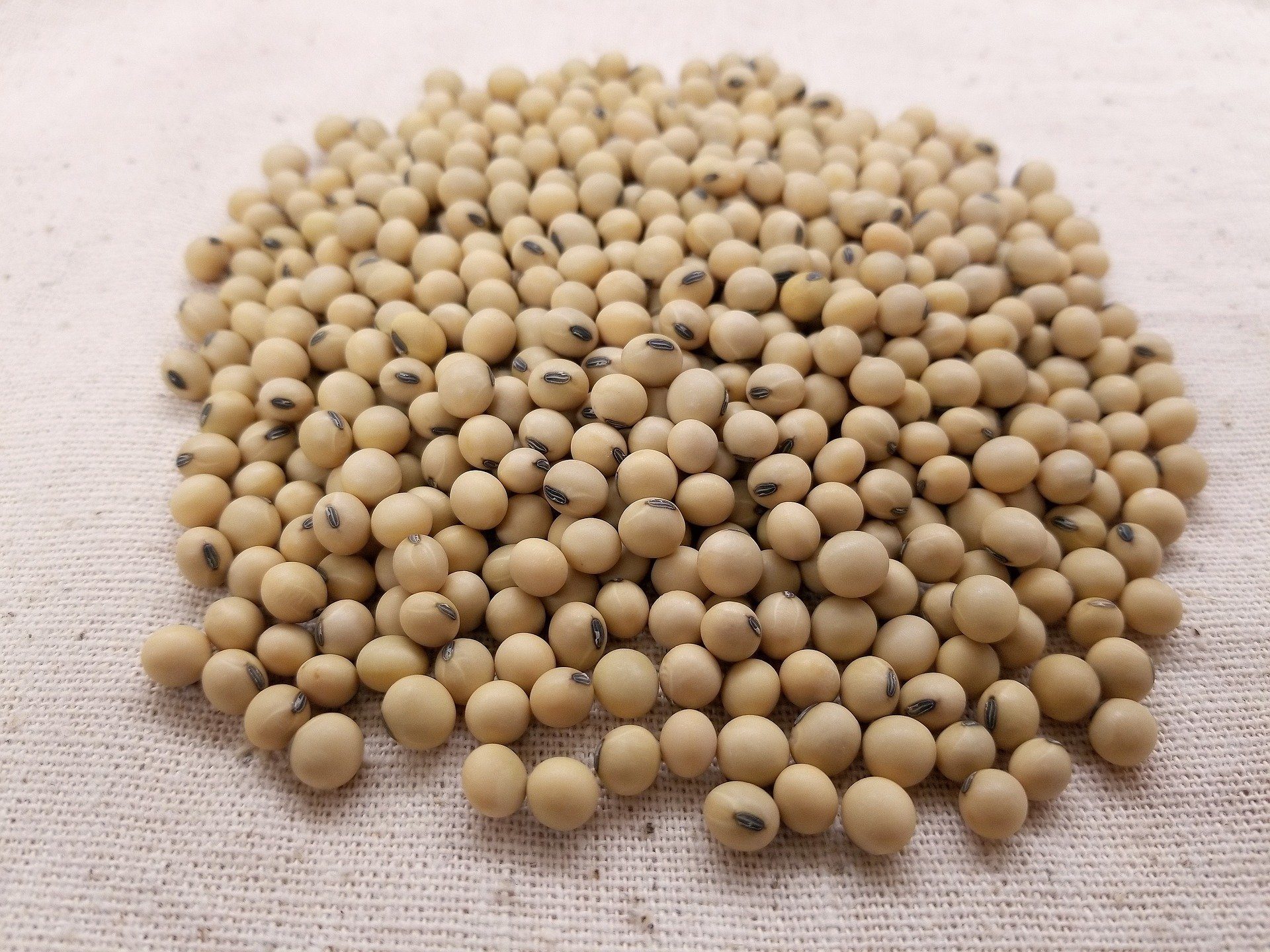 Soja Pode Quadruplicar PIB do Agro com Industrialização - Imagem do artigo original