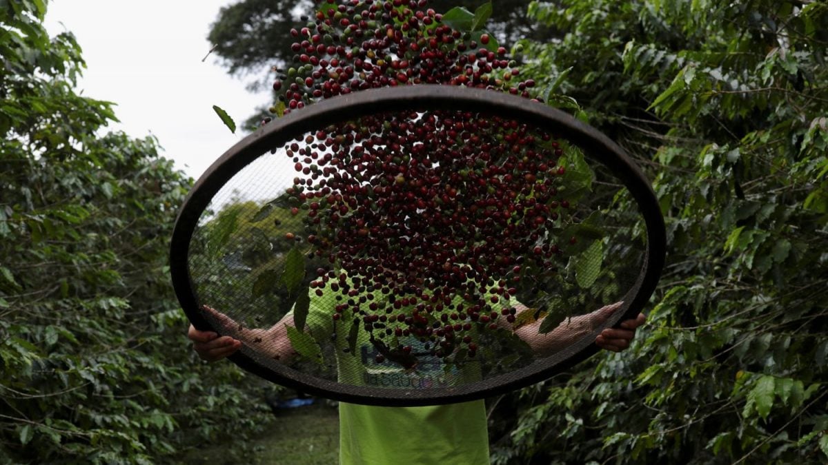 Geada Reduz Próxima Safra de Café do Cerrado em 5,5% - Imagem do artigo original