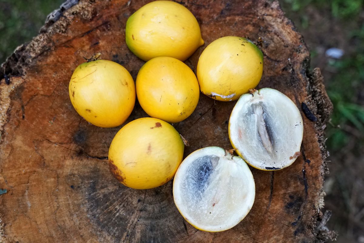 Abiu Amazônico Ganha Espaço pelo Sabor de Sorvete - Imagem do artigo original