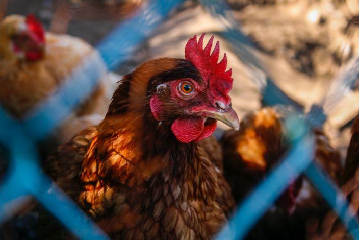China Suspende Importação de Frango da Argentina - Imagem do artigo original