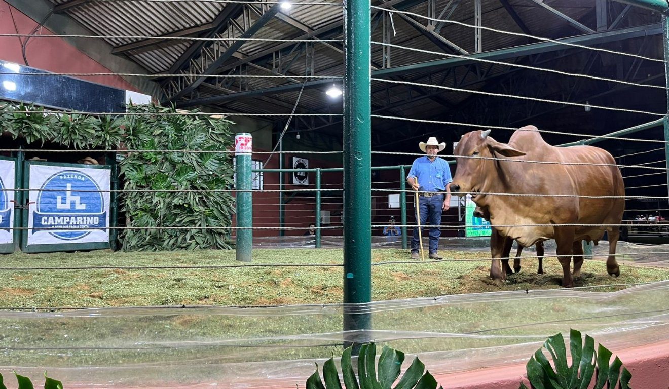ExpoGenética Ultrapassa R$ 77,5 Mi com 15 Leilões - Imagem do artigo original