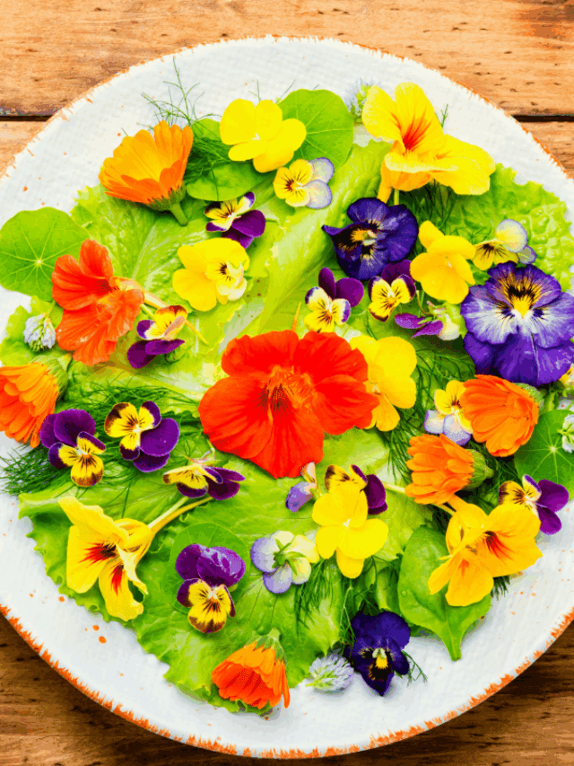 Cultivo Doméstico de Flores Comestíveis: Guia Essencial - Imagem do artigo original