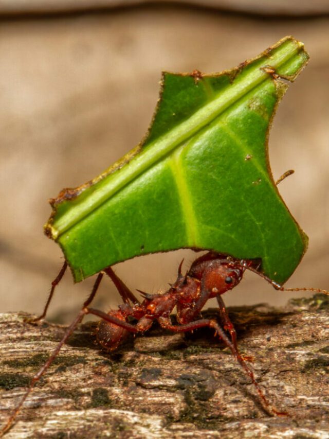 Controle De Formiga-Cortadeira Protege Lavouras E Pastagens - Imagem do artigo original