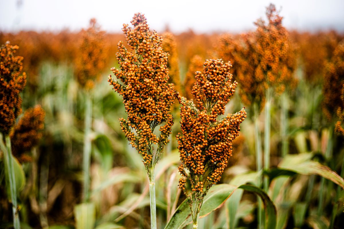 Brasil e China Firmam Acordo para Exportar Sorgo - Imagem do artigo original