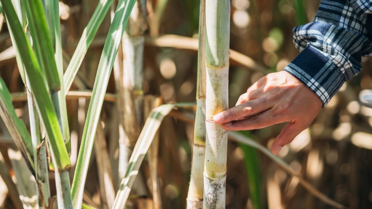 Datagro e Milenio Criam FIDC de R$ 21 Mi para Fornecedores de Cana - Imagem do artigo original