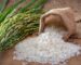 Leilões Garantem Venda de 109,2 Mil Toneladas de Arroz