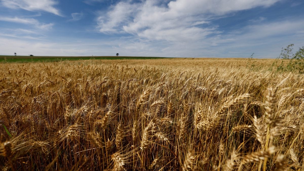Chuvas Melhoram Fertilização do Trigo na Argentina - Imagem do artigo original