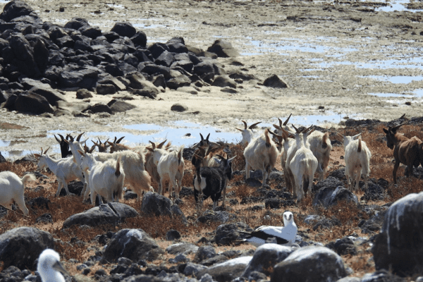 Cabras de Abrolhos Chegam à Uesb para Estudo Genético - Imagem do artigo original