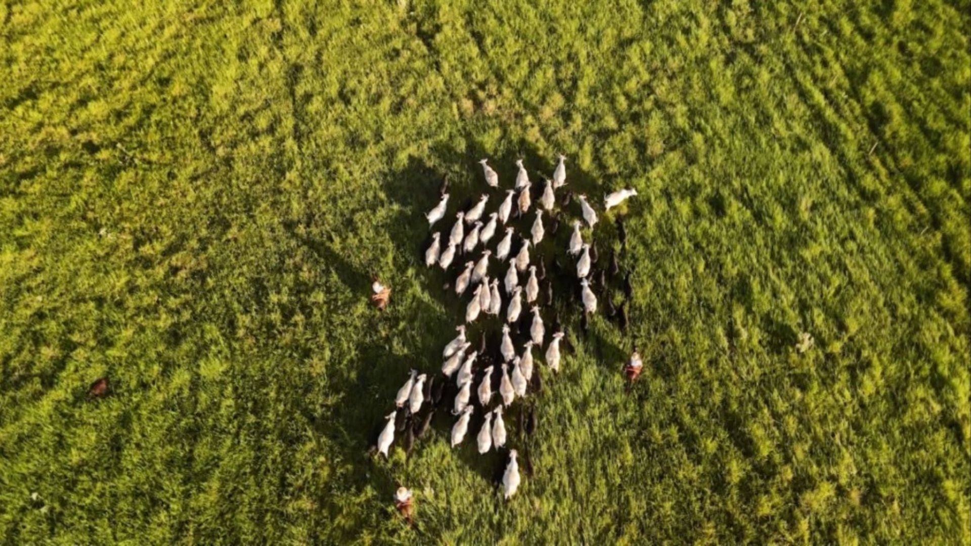 Sistema Antecipasto Eleva Produção e Corta Emissões - Imagem do artigo original