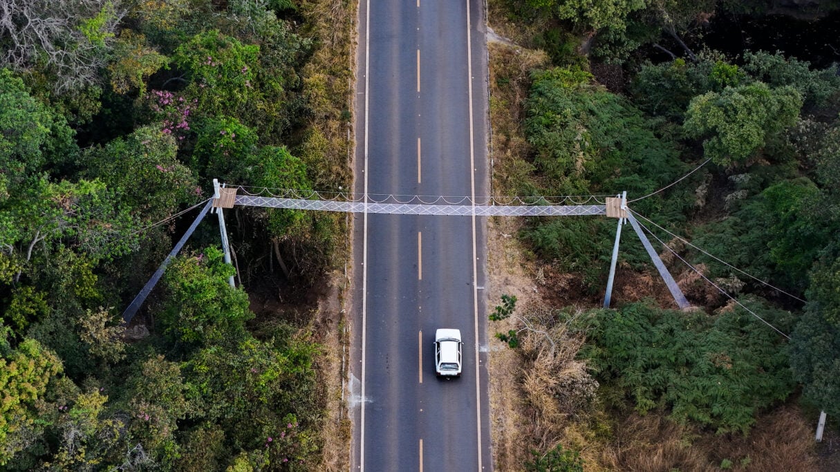 Passarelas Aéreas Protegem Fauna e Motoristas em Goiás - Imagem do artigo original