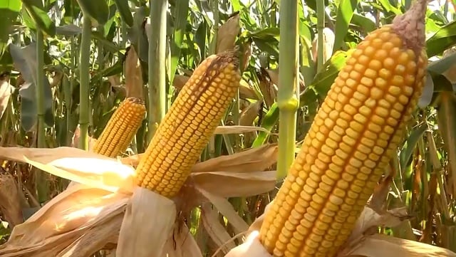 El Niño e La Niña Afetam Produtividade de Grãos no Cerrado - Imagem do artigo original