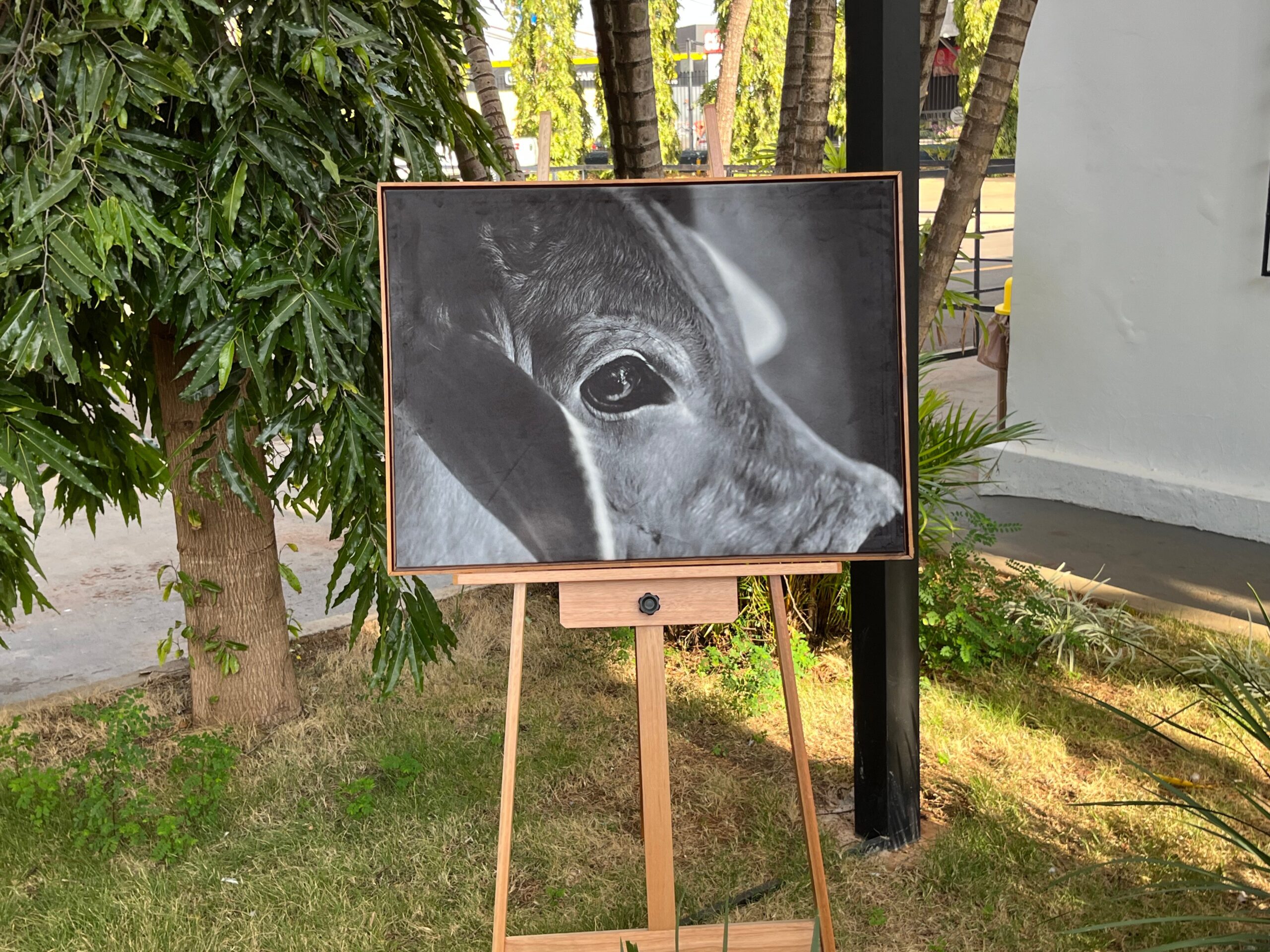 Fotografias de Guta Alonso Destacam Pecuária na Expogenética - Imagem do artigo original