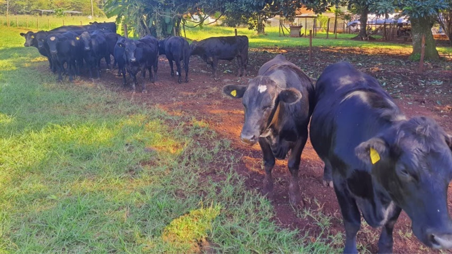 Beef on Dairy Impulsiona Lucro Com Bezerros Machos - Imagem do artigo original