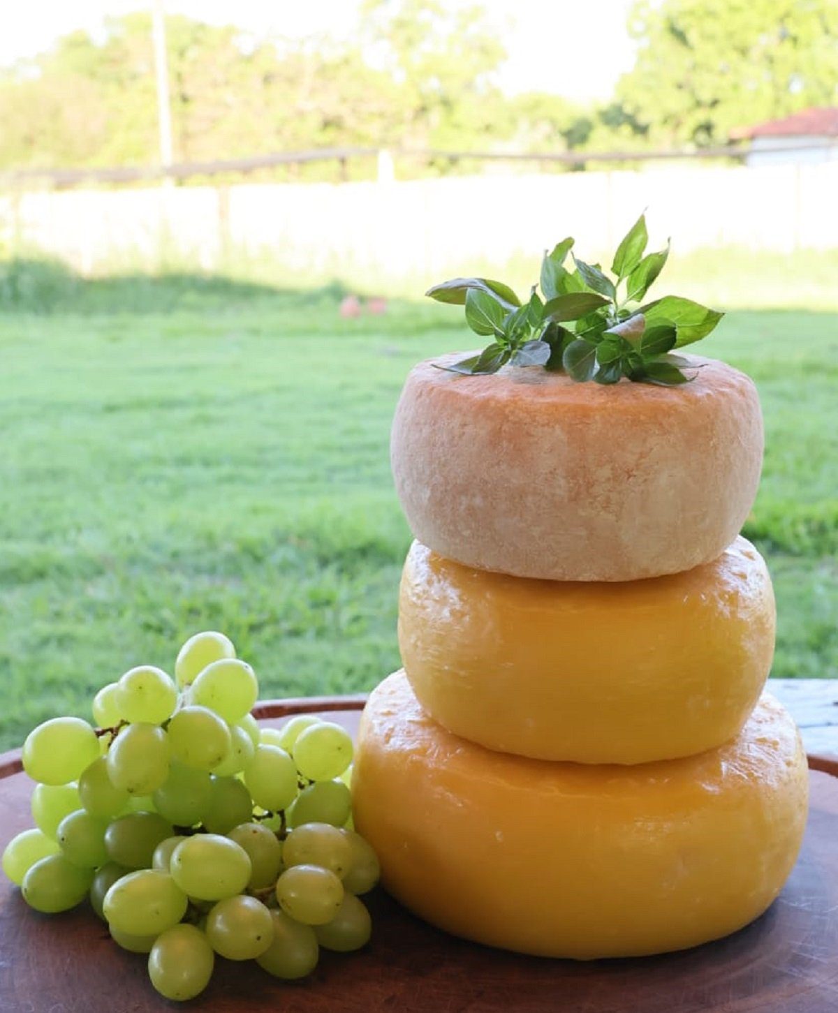 Queijo Bambu de Urupês Brilha em Concursos Nacionais - Imagem do artigo original