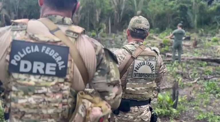 PF Erradica 8 Mil Pés de Maconha no Interior do Amazonas