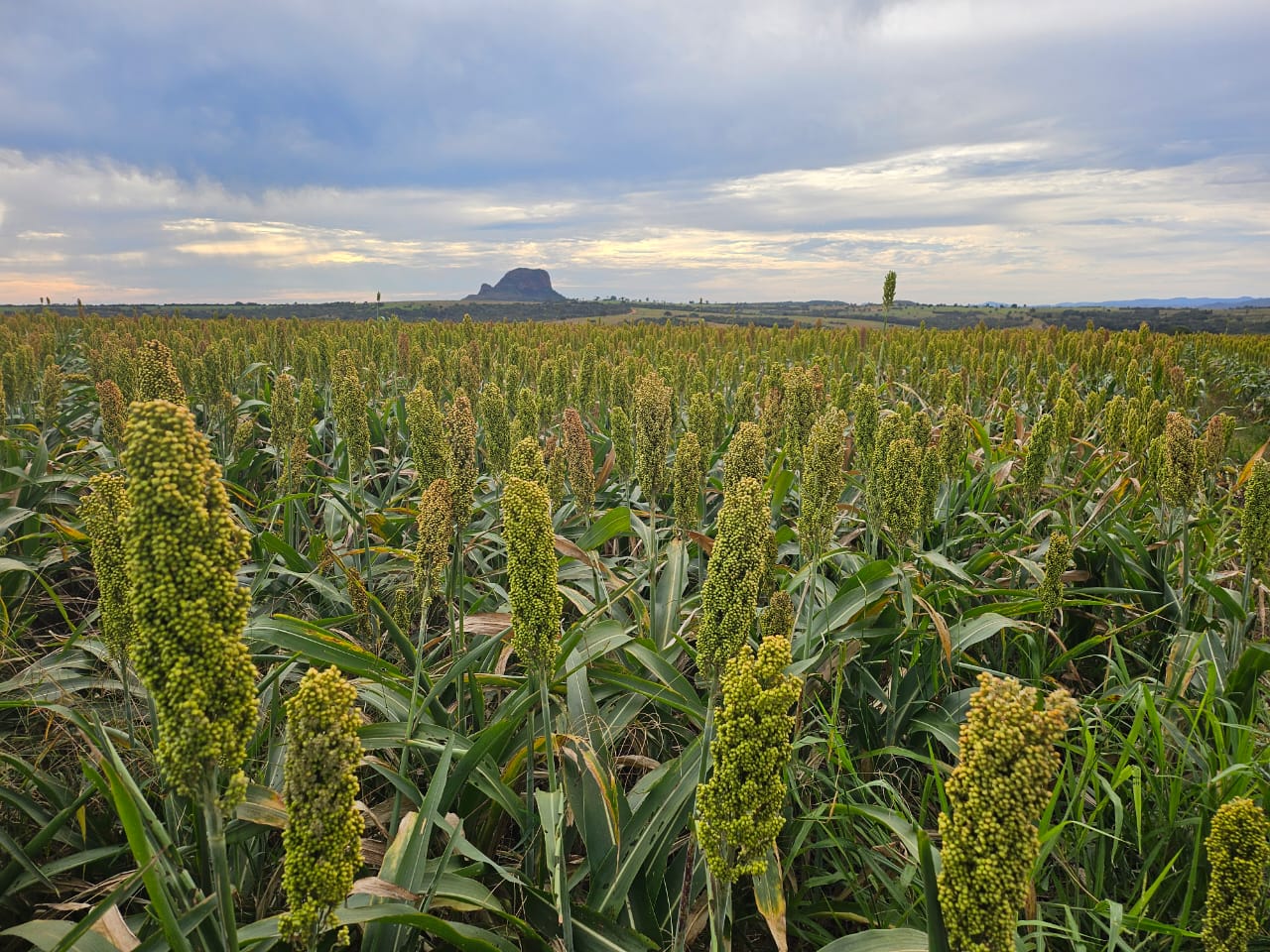 Brasil e China Fecham Acordo de Pré-listing para Sorgo - Imagem do artigo original