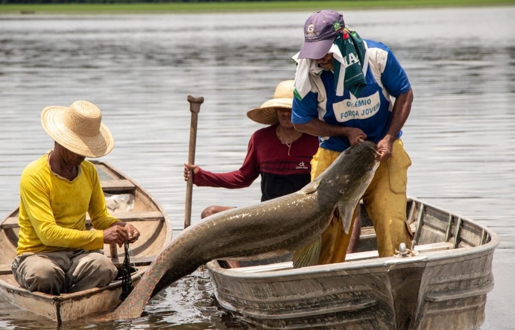 Ibama Autoriza Pesca de 19 Mil Pirarucus em Mamirauá - Imagem do artigo original