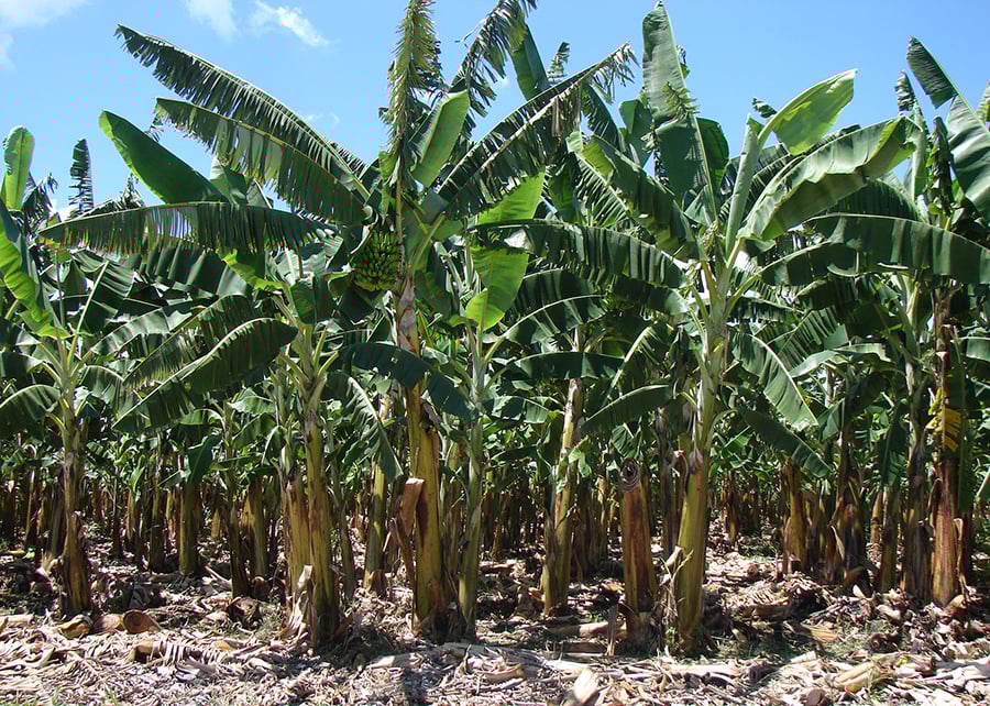 Embrapa Lança Bananas Resistentes à R4T - Imagem do artigo original